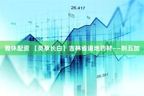 雅休配资 【灵草长白】吉林省道地药材——刺五加